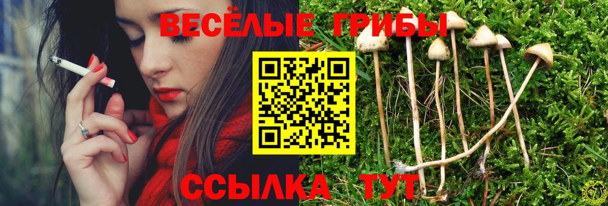 Псилоцибиновые грибы Psilocybine cubensis  Вход с VPN  Камень-на-Оби 